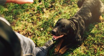 Sintoma ou comportamento canino? Tire algumas das suas dúvidas