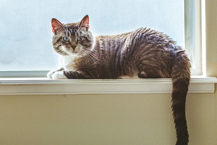 Comportamento felino: conheça melhor os hábitos do seu gatinho