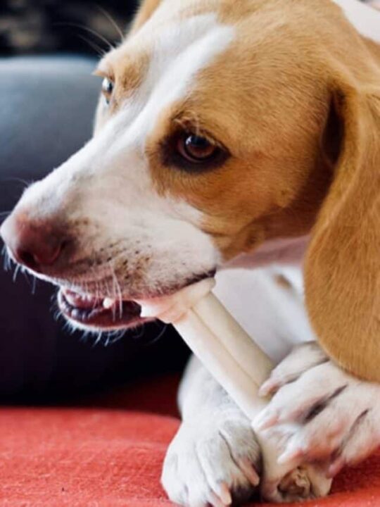 cropped melhor petisco para cachorro