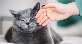 Gato SRD: conheça tudo sobre a personalidade desse felino