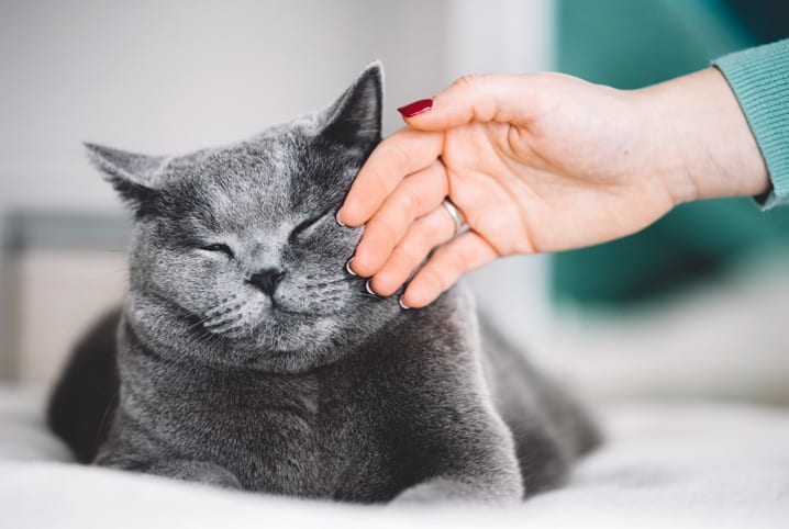 Gatos De Estimação Enfrentam Diferentes Desenhos Da Raça Felina