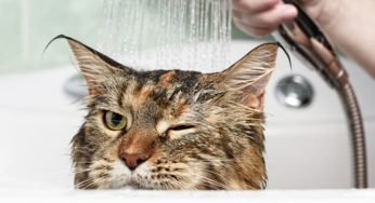 Descubra como o gato toma banho e veja dicas de higiene!
