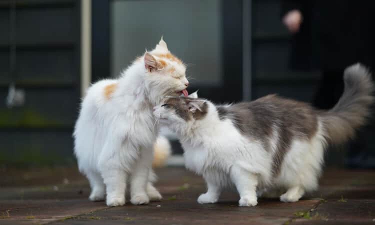 um gato lambendo o outro