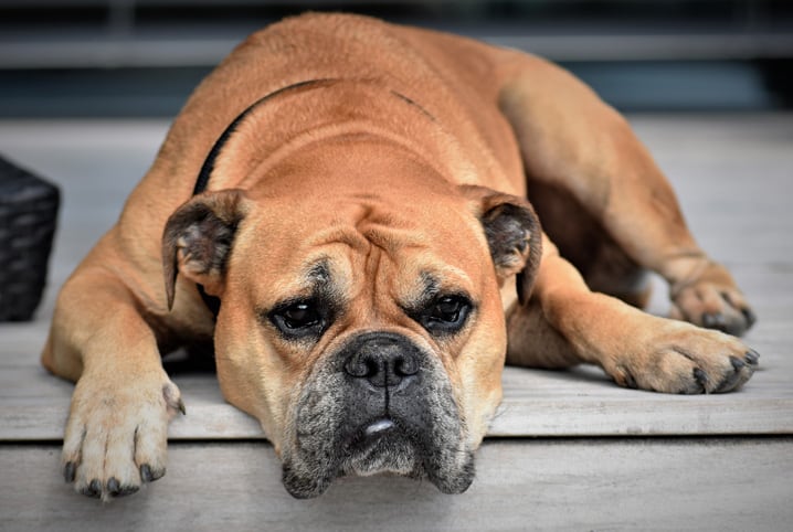 Nomes de cachorro engraçados: centenas de opções divertidas