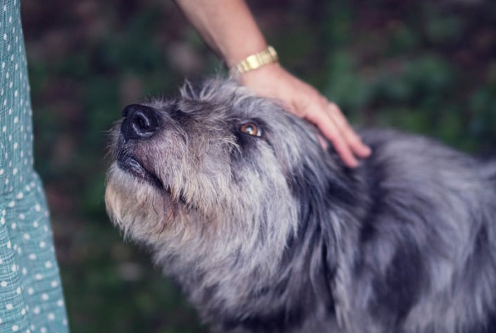 melhor antipulgas para cachorro