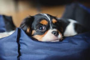 Modelo de cama para cachorro: como escolher o ideal?