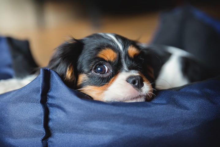 Modelo de cama para cachorro: como escolher o ideal?