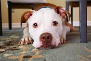 Papilomatose em cães: saiba mais sobre as verrugas em cachorros