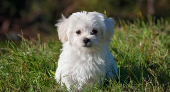 Pelo de cachorro caindo? Conheça as principais causas