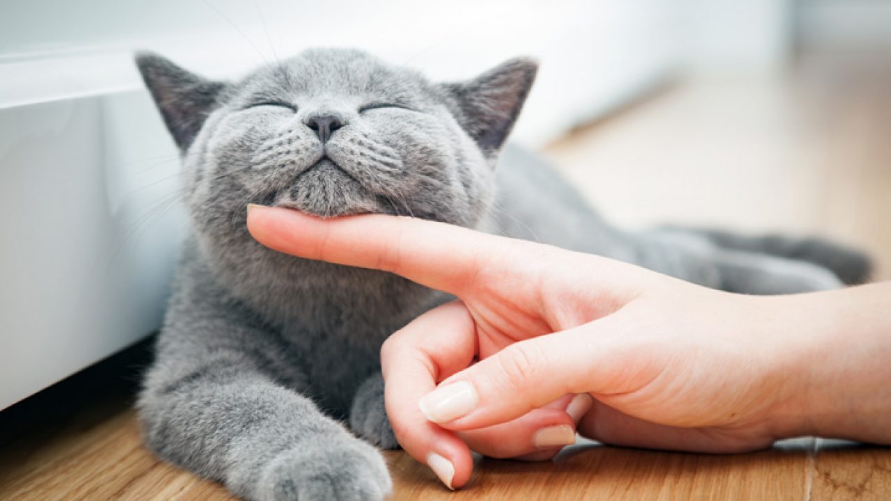 Por que os gatos ronronam?