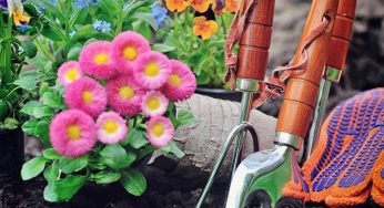 Pragas de jardim: 5 dicas para mantê-las longe das suas plantas