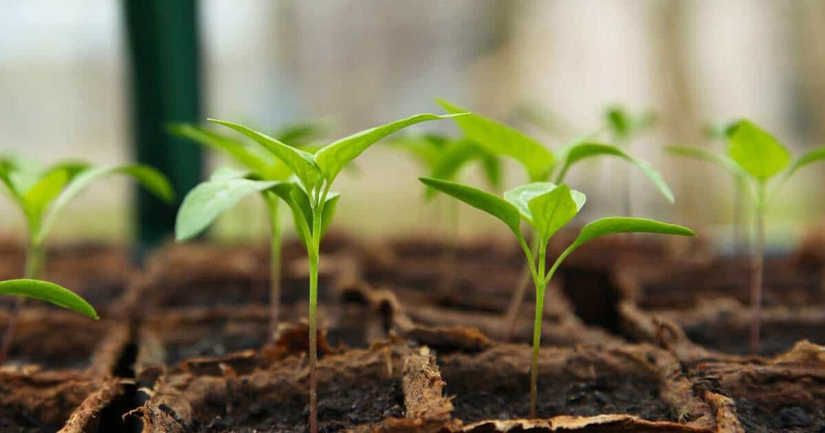 Produtos para jardinagem: 6 itens indispensáveis