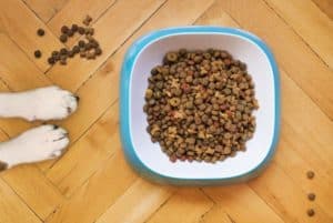 Úmida ou seca: descubra qual a melhor ração para o seu cachorro