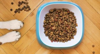Hamster pode comer ração de cachorro?