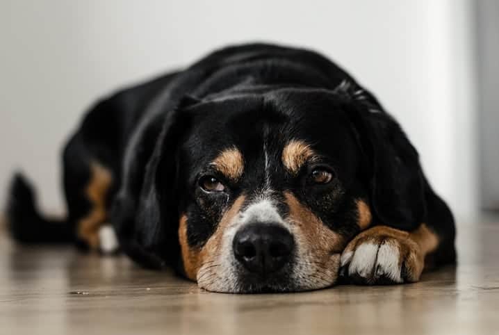 cores de cachorro vira lata