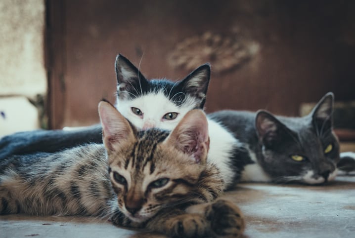 Origem das raças de gato: saiba tudo sobre o assunto