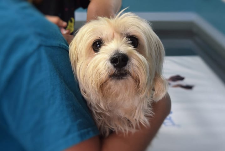 Reação de vacina em cachorro: sinais e o que fazer