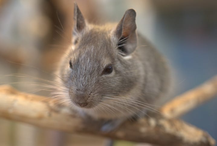 Homem encontra rato gigante no quintal de sua casa