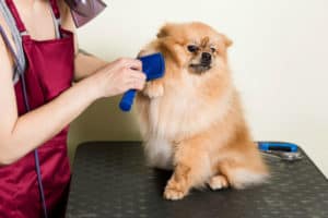 Serviços de pet shop: o que está liberado e o que merece atenção