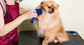 Serviços de pet shop: fique por dentro e saiba como aproveitar