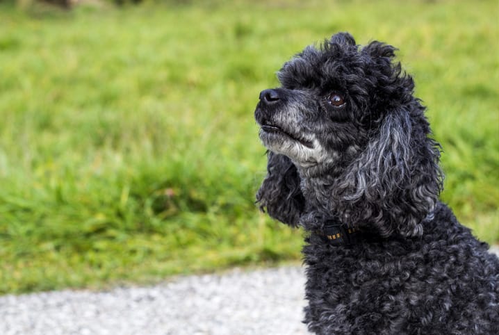 Síndrome de Cushing em cães: causas, sintomas e tratamento