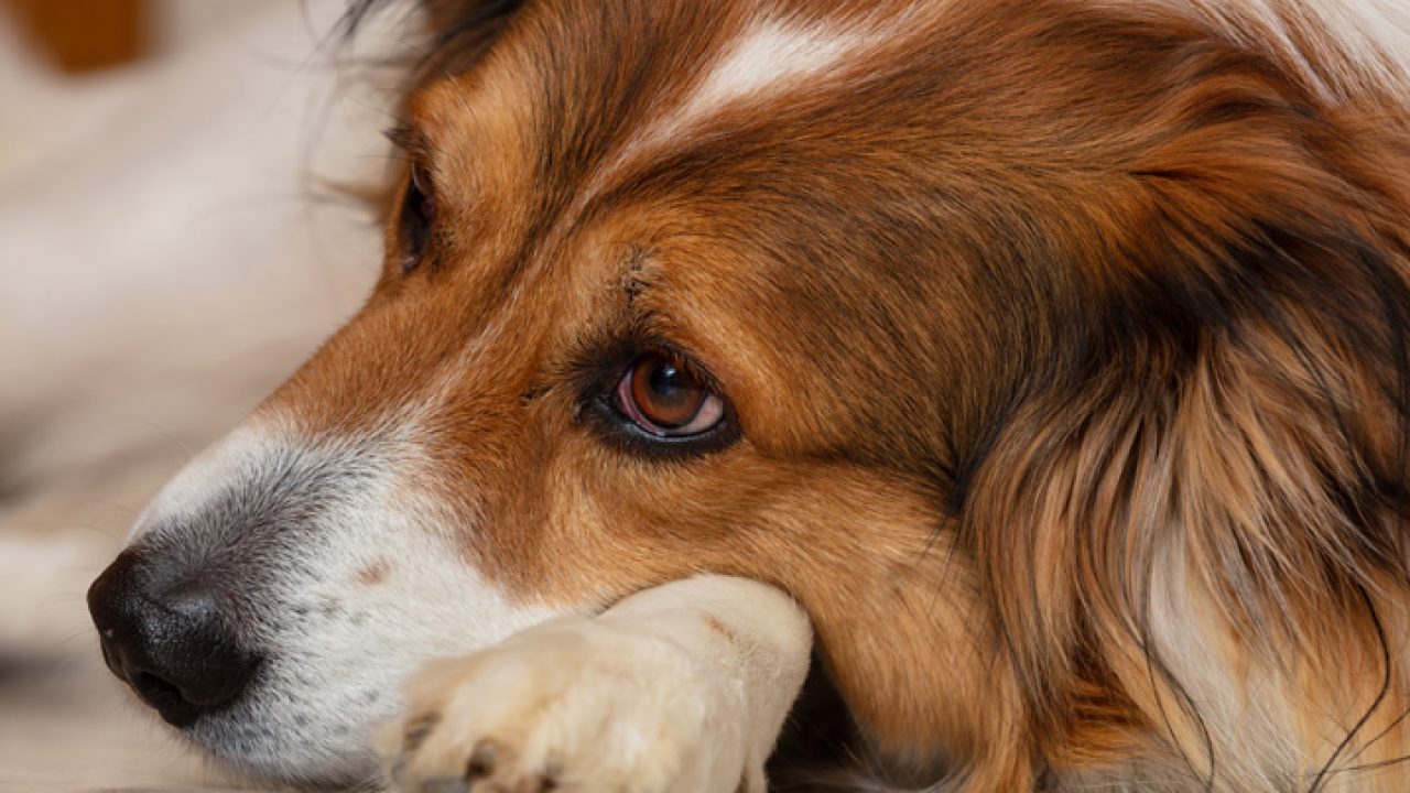 sintomas de insuficiencia renal em cães