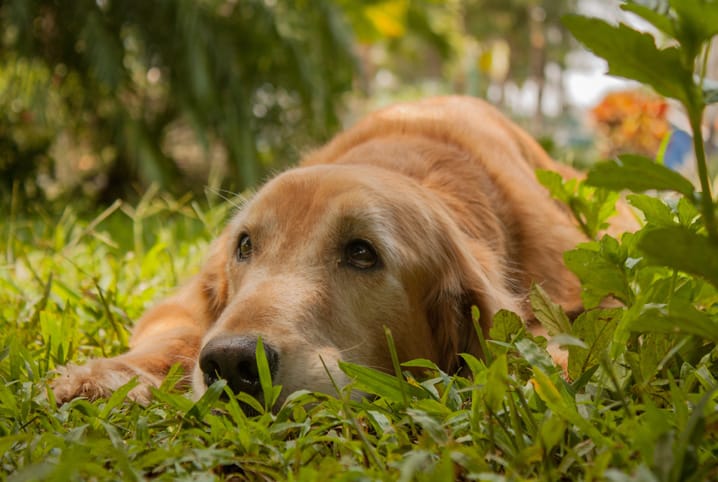 Tipos de carrapato: veja quais deles mais afetam os cachorros