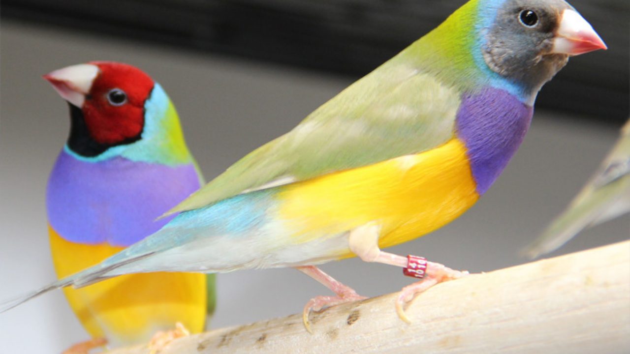 5 tipos de pássaros menos conhecidos para ter em casa | Petz