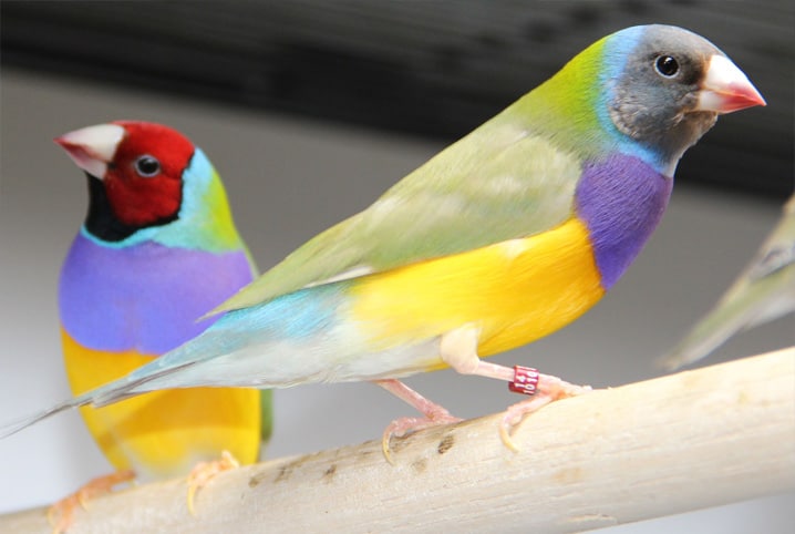 5 tipos de pássaros menos conhecidos para ter em casa