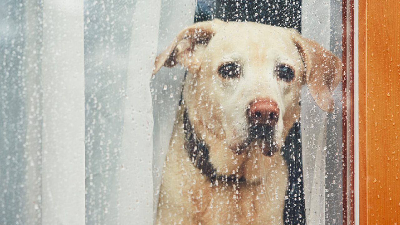 Cachorro com medo de chuva: saiba como ajudar o pet | Petz