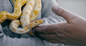 Cobra de estimação: confira dicas importantes para ter uma em casa