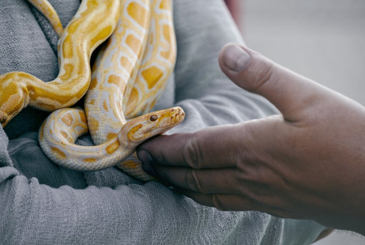 Serpentes e crianças em casa - Mundo Pet