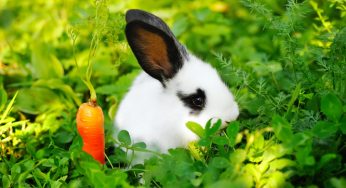 Como cuidar de coelhos: mitos e verdades na criação dos orelhudos