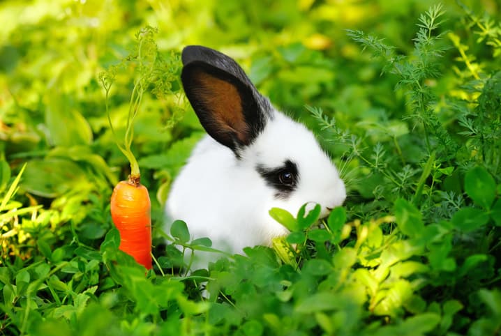 Como cuidar de coelhos: mitos e verdades na criação dos orelhudos