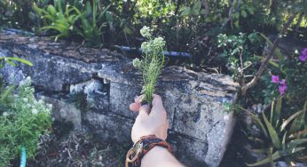 Você sabe como cuidar das plantas durante as viagens?