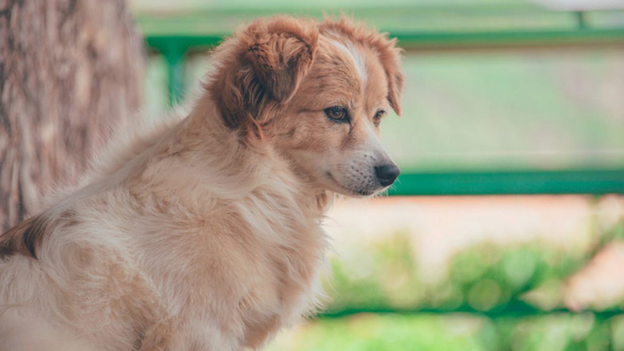 Como calcular a idade de cachorro em relação à humana?