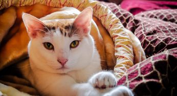 Como viajar com gato: 6 dicas para suas próximas férias!