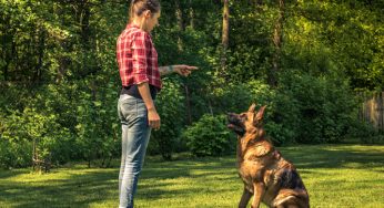 Como fazer cachorro parar de latir: 6 passos para um pet calmo