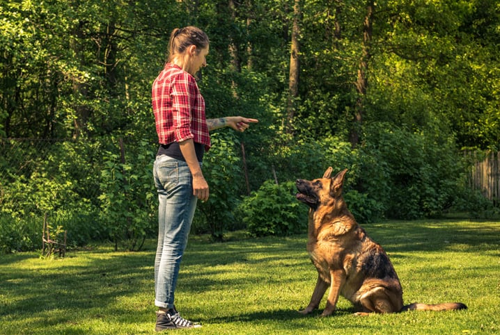 Como fazer cachorro parar de latir: 6 passos para um pet calmo