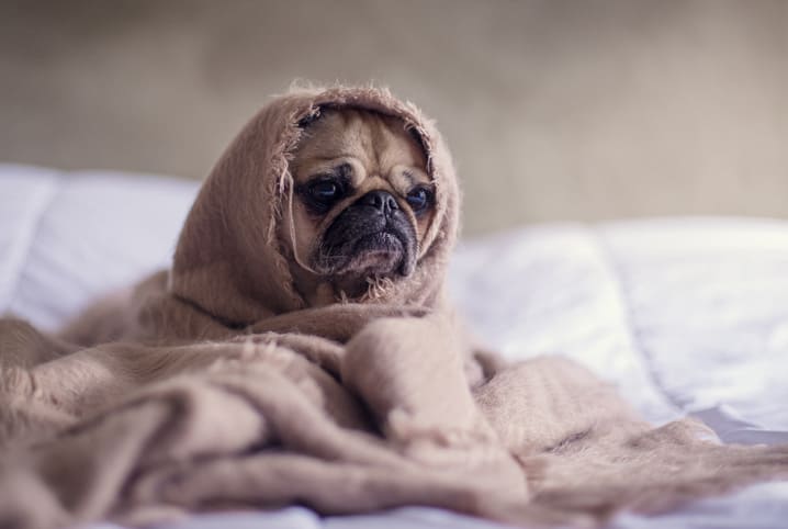 6 tópicos para descobrir tudo sobre gripe de cachorro