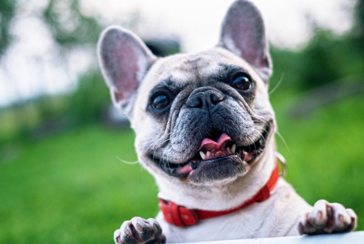 LEVET - Higienização bucal para cachorros