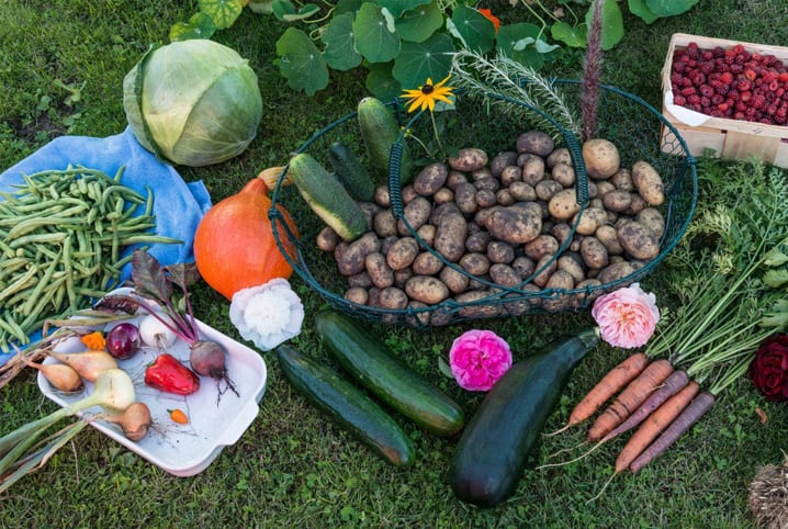 verduras tirada da horta