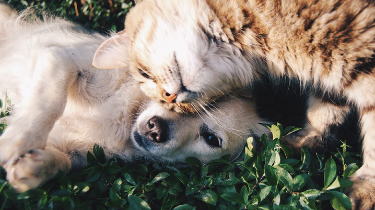 É Crime agredir ou matar um animal indefeso!