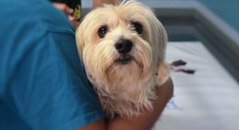 Ozonioterapia em cães: conheça melhor este tratamento