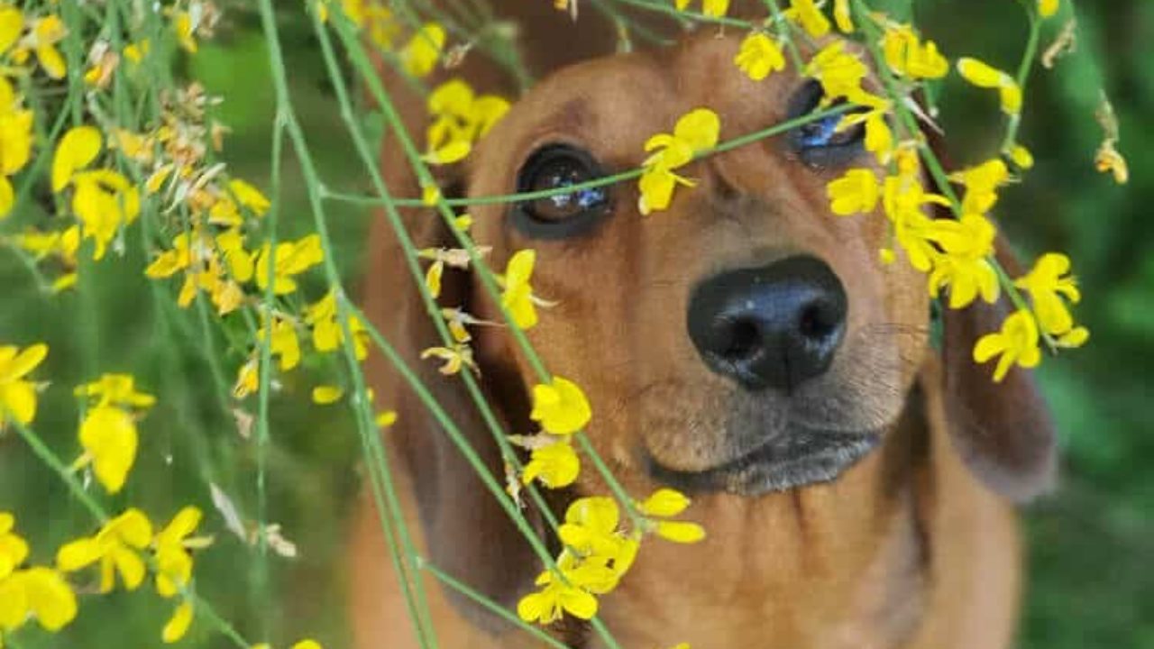 Veja o que Aconteceu (picado por marimbondo cavalo do cão) 