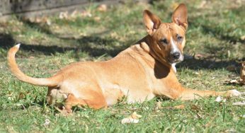 Comportamento canino: cachorro correndo atrás do rabo?
