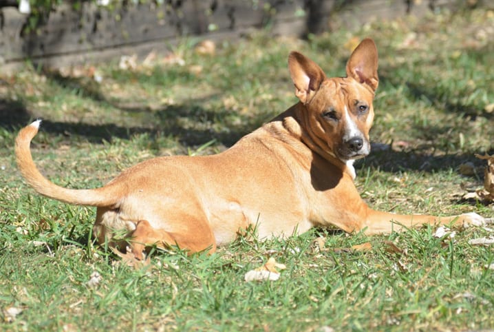 Entenda por que o cão é o melhor amigo do homem!