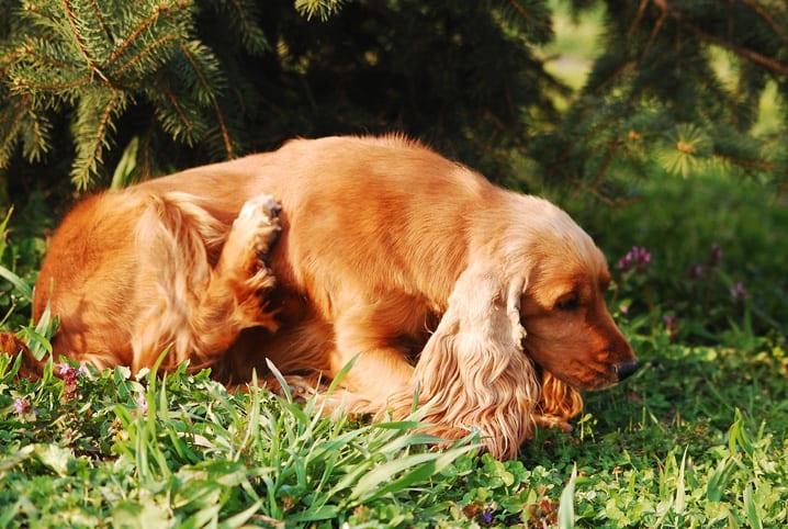 Reação alérgica em cachorro: saiba quais os riscos do problema