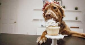 Receita de bolo para cachorro: comemore em grande estilo