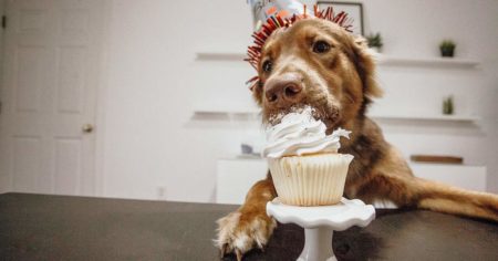 Receita de bolo para cachorro: comemore em grande estilo